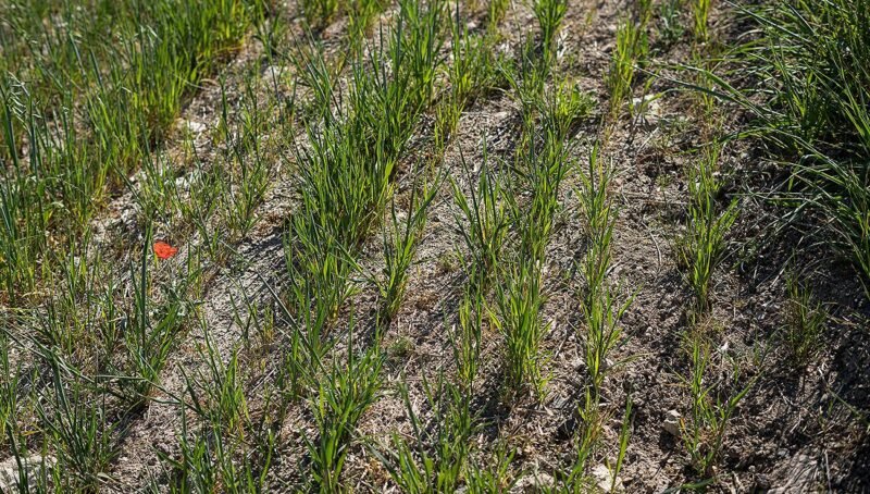 Terreno agrícola en venta en Cuenca | 14 hectáreas de secano