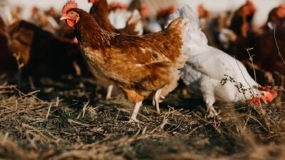 Huevos Camperos de Gallinas en Libertad