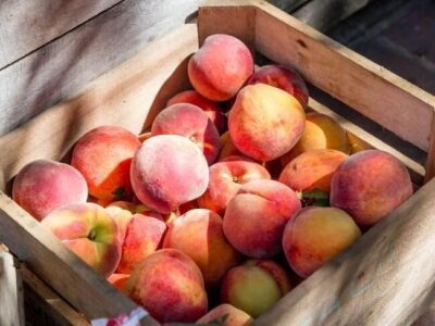 Venta de melocotón de temporada en Lleida | Producción propia