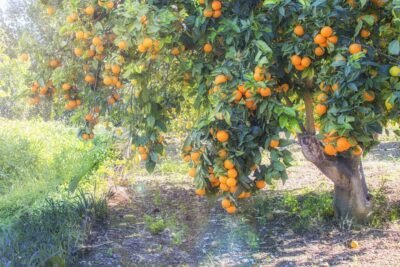 Naranjas Naturales Recién Recolectadas