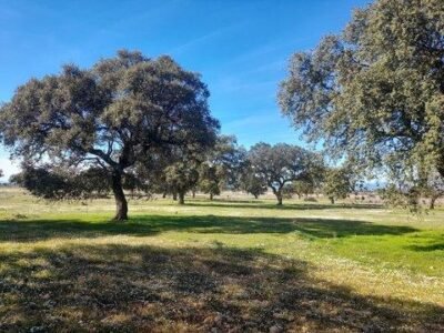 Terreno agrícola en venta en Badajoz | 120 hectáreas de inversión