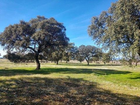 Terreno agrícola en venta en Badajoz | 120 hectáreas de inversión