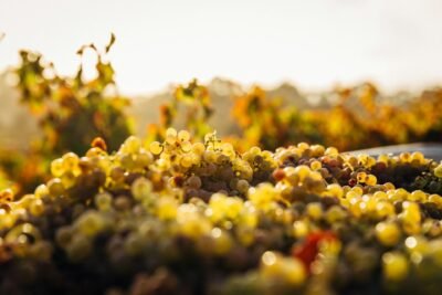 Venta de uva de vendimia en Ciudad Real | Producción en volumen