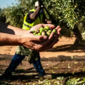 Venta de aceituna en Jaén | Producción propia de particular