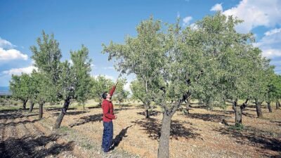 Venta de almendra en Badajoz | Producción propia