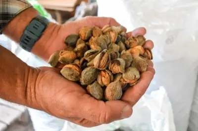 Venta de almendra en Granada | Producción propia