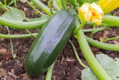 Venta de calabacines de huerto en Valencia | Producción propia