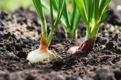 Venta de cebollas de cultivo propio en Cuenca | Producto natural