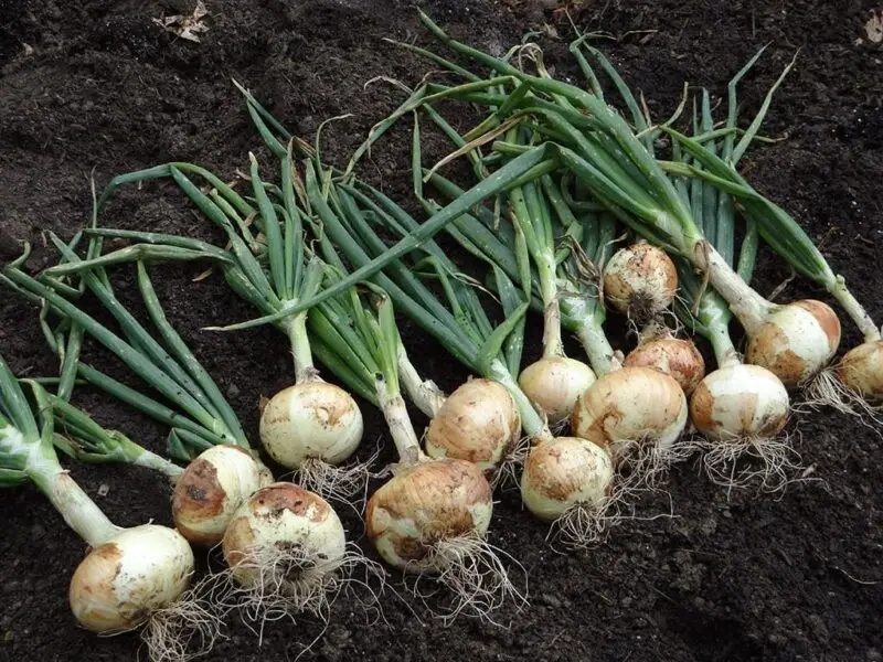 Venta de cebollas de cultivo propio en Cuenca | Producto natural