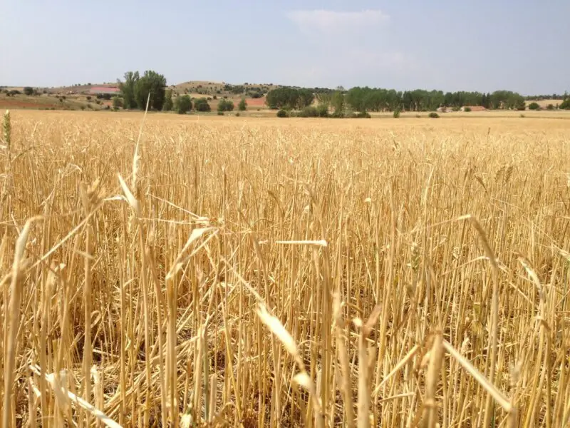 Venta de cereal en Albacete | Producción propia