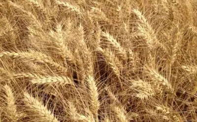 Venta de cereal en Albacete | Producción propia