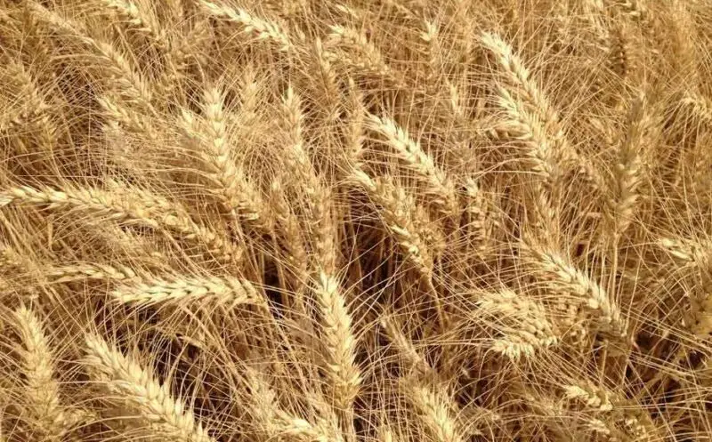Venta de cereal en Albacete | Producción propia