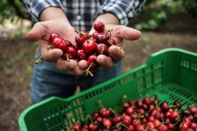 Venta de cereza de temporada en Albacete | Producción propia