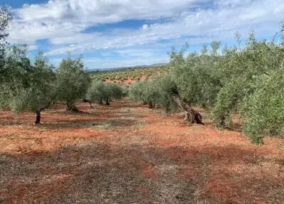 Olivar en venta en Córdoba | 18 hectáreas en producción