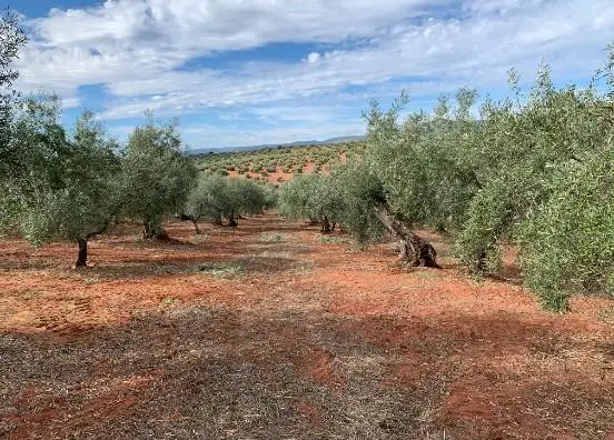 Olivar en venta en Córdoba | 18 hectáreas en producción