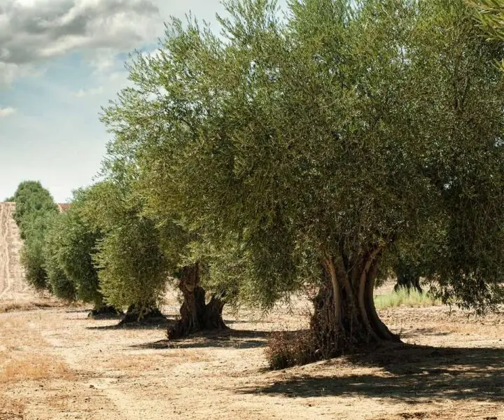 Olivar en venta en Jaén | 22 hectáreas en producción