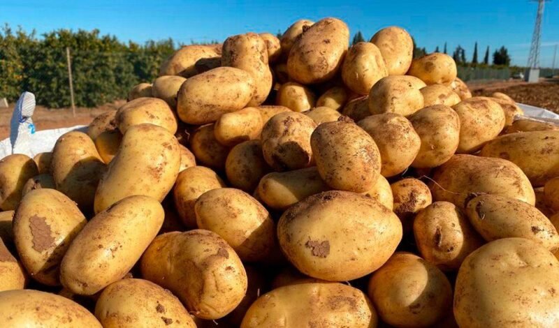 Venta de patata nueva en Valladolid | Producción y distribución