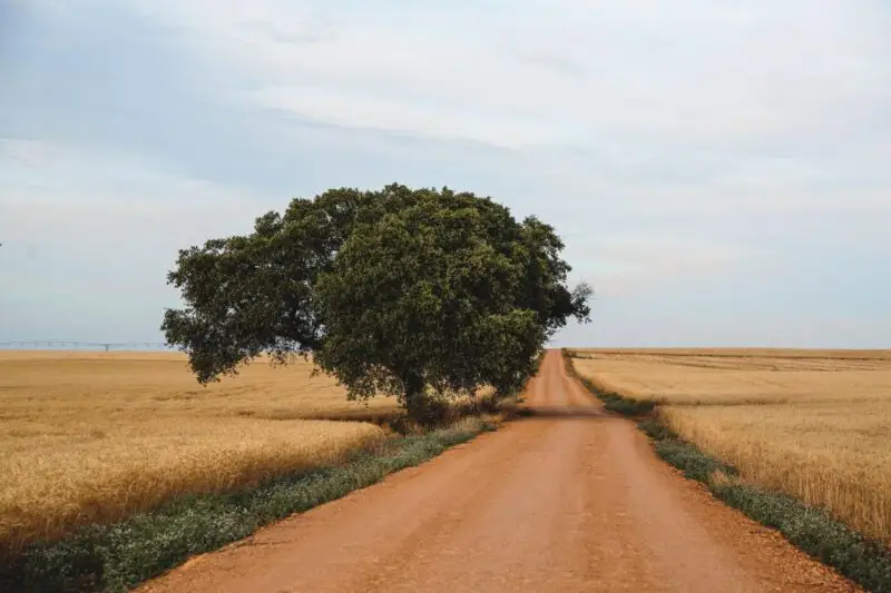 Parcela agrícola en venta en Albacete | 12 hectáreas