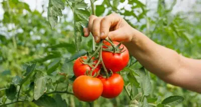 Venta de tomates de huerto en Murcia | Producción casera