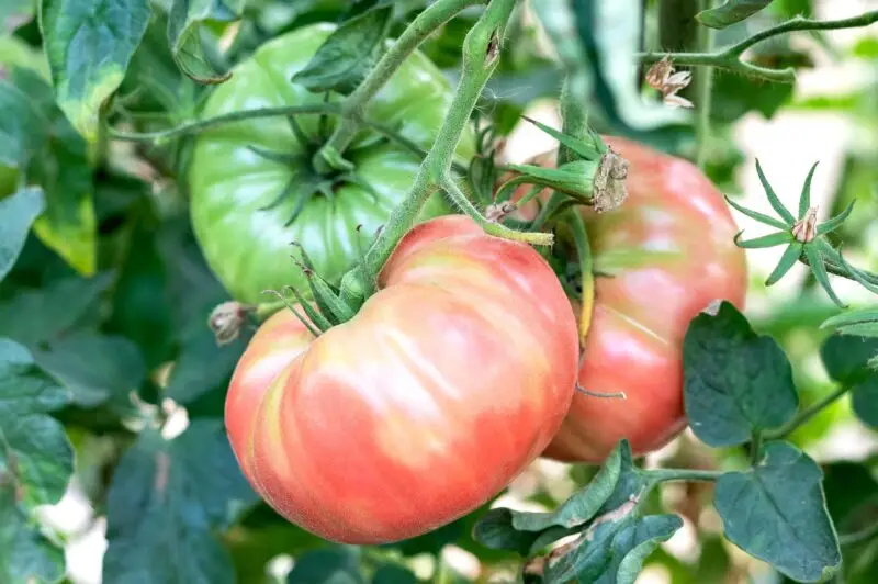 Venta de tomates de huerto en Murcia | Producción casera