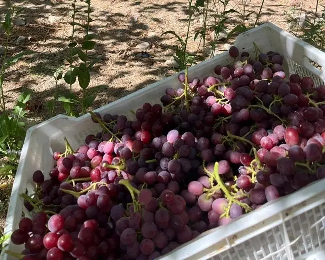Venta de uva en Córdoba | Producción propia