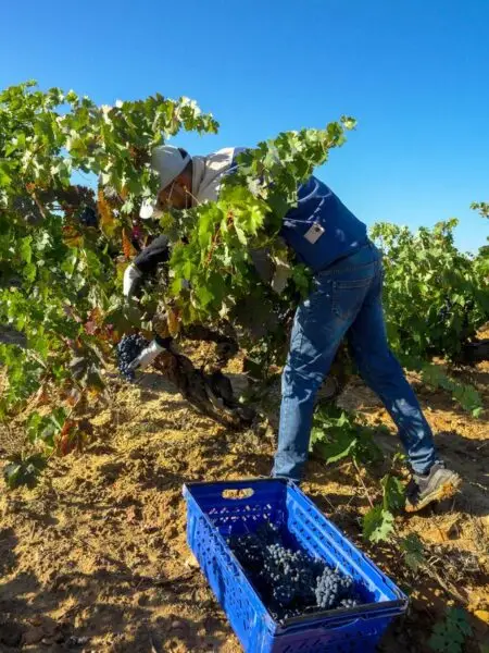 Venta de uva en Córdoba | Producción propia