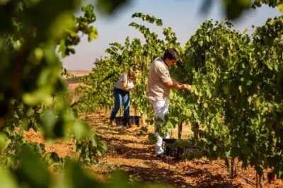 Viñedo en venta en Ciudad Real | 42 hectáreas en producción