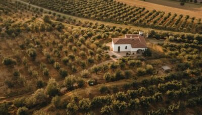 Finca rústica en venta con olivar en producción en Jaén– oportunidad de inversión