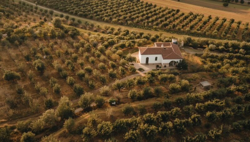 Finca rústica en venta con olivar en producción en Jaén– oportunidad de inversión