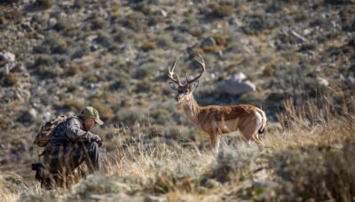 Busco rececho en finca de montaña – corzo o venado