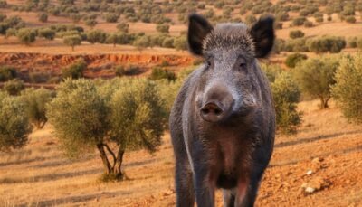 Busco montería en finca abierta o cercada – temporada 2025