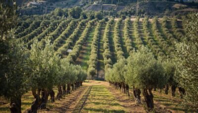 Olivar en venta en plena producción – buena oportunidad
