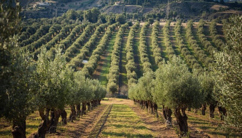 Olivar en venta en plena producción – buena oportunidad